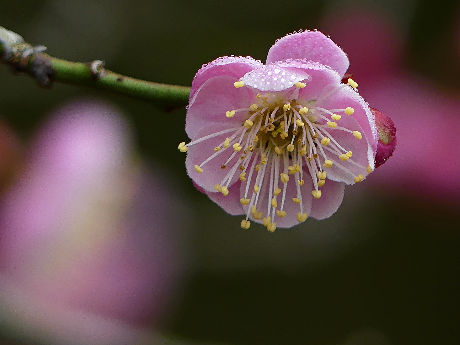 Japanese Apricot