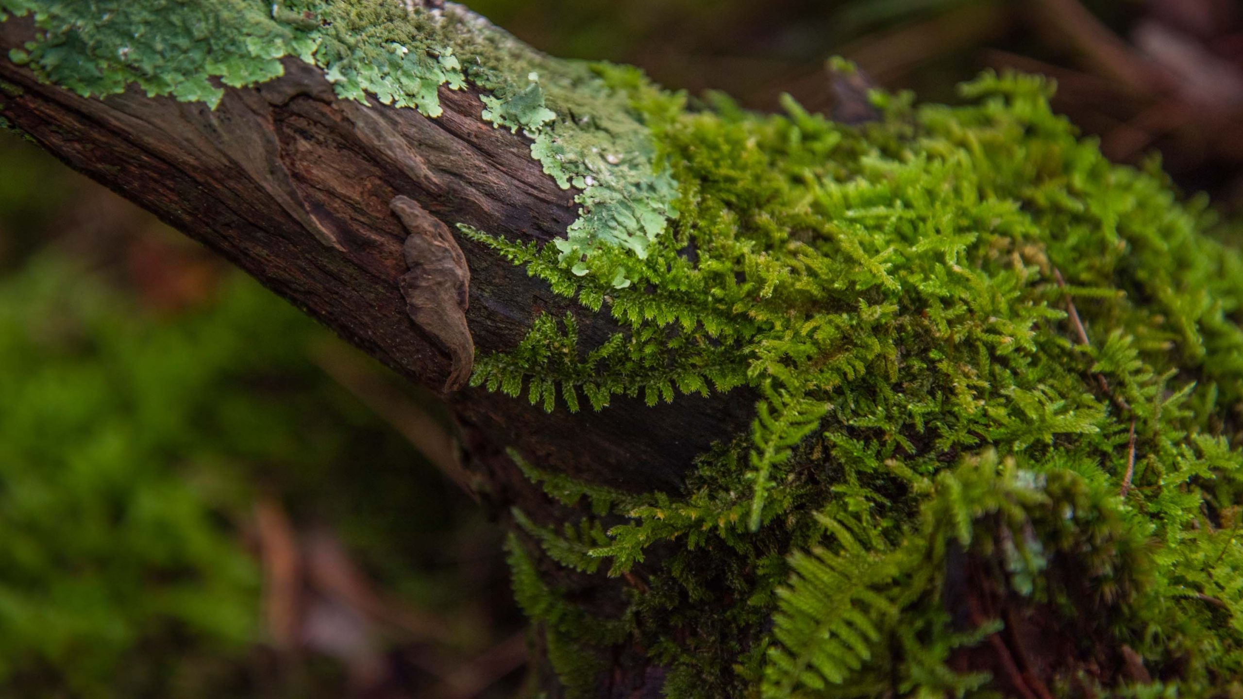 A close-up image of dark green moss on a tree branch also covered in lichen