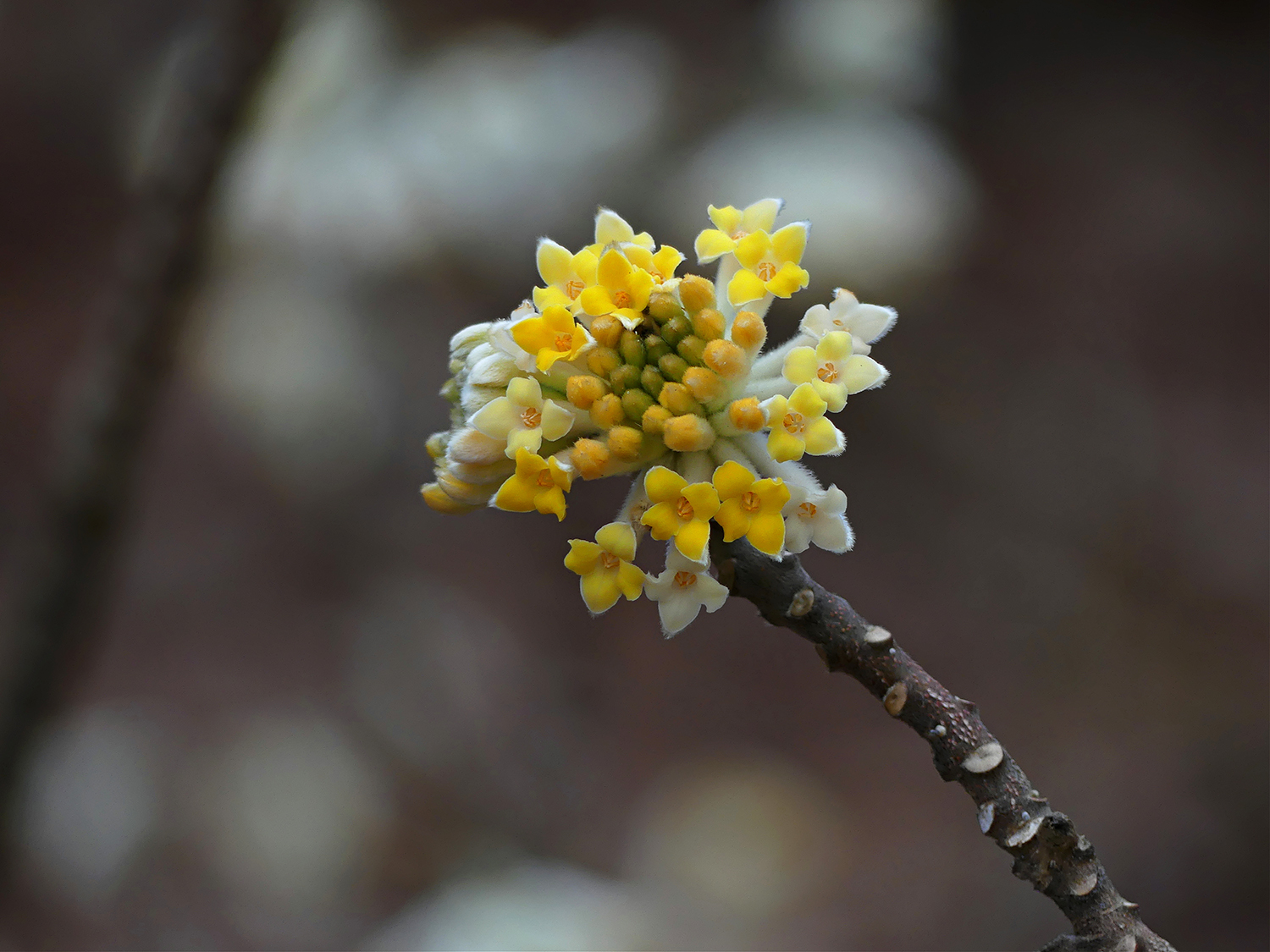 Japanese Dogwood