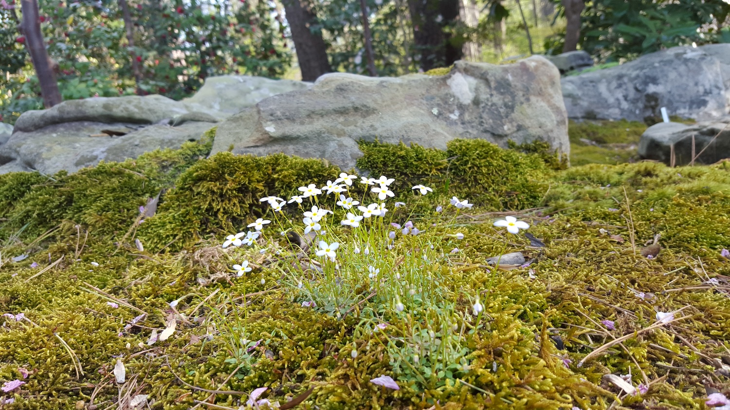 Azure Bluets