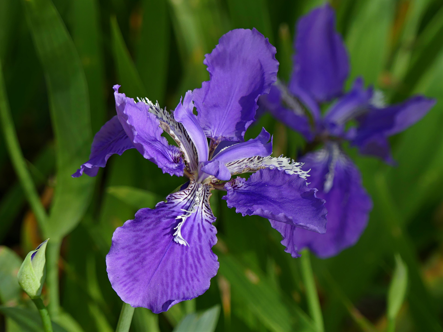 Dutch Iris