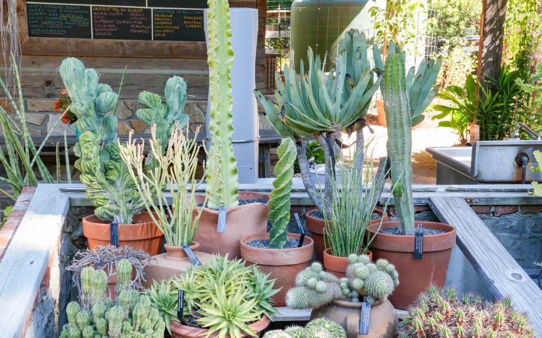 A diverse group of potted succulents in the Charlotte Brody Discovery Garden.