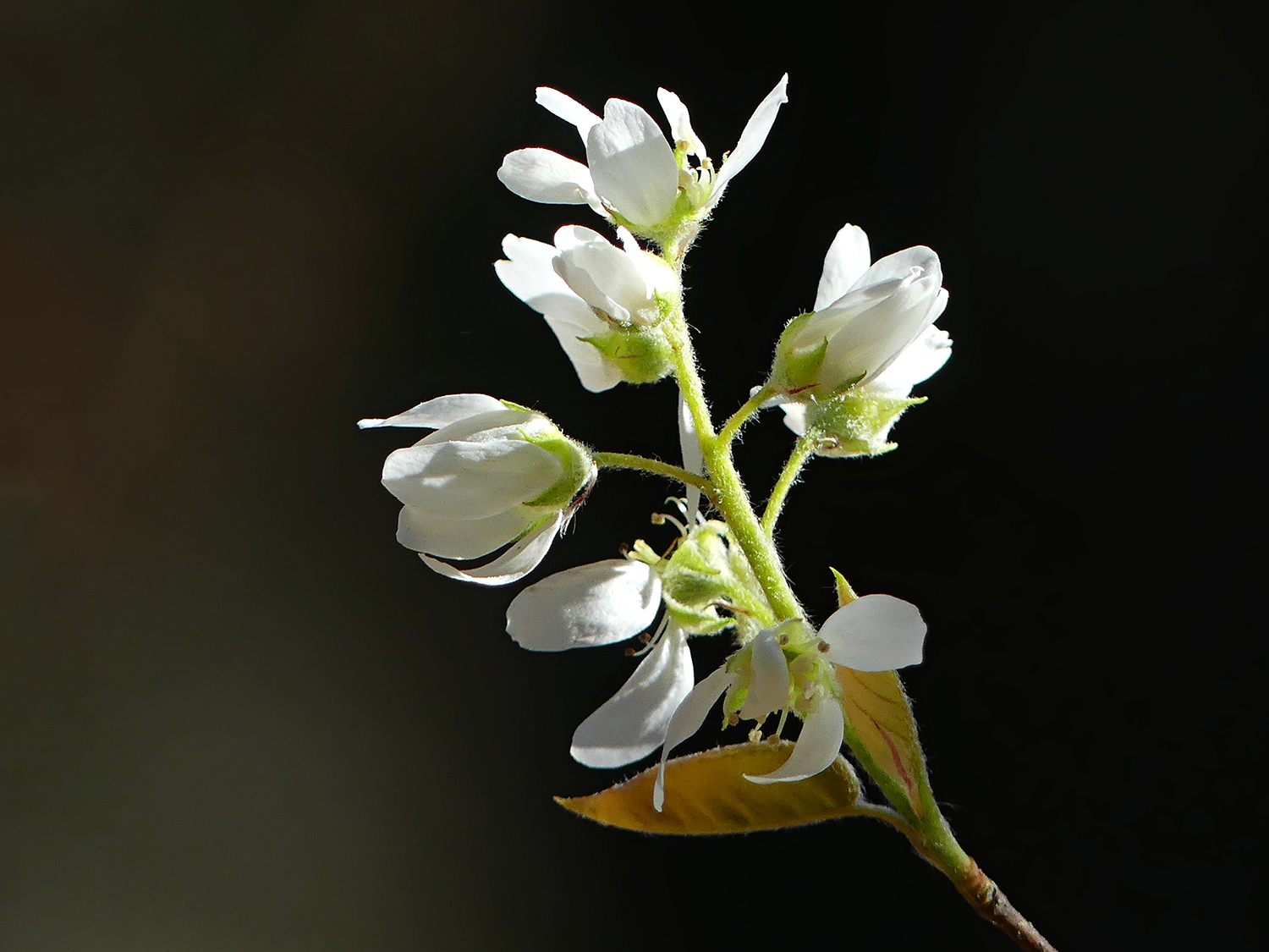 Canadian Serviceberry