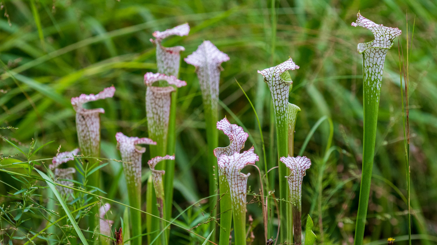 Pink, white and green pitcher plants amid grasses in a garden