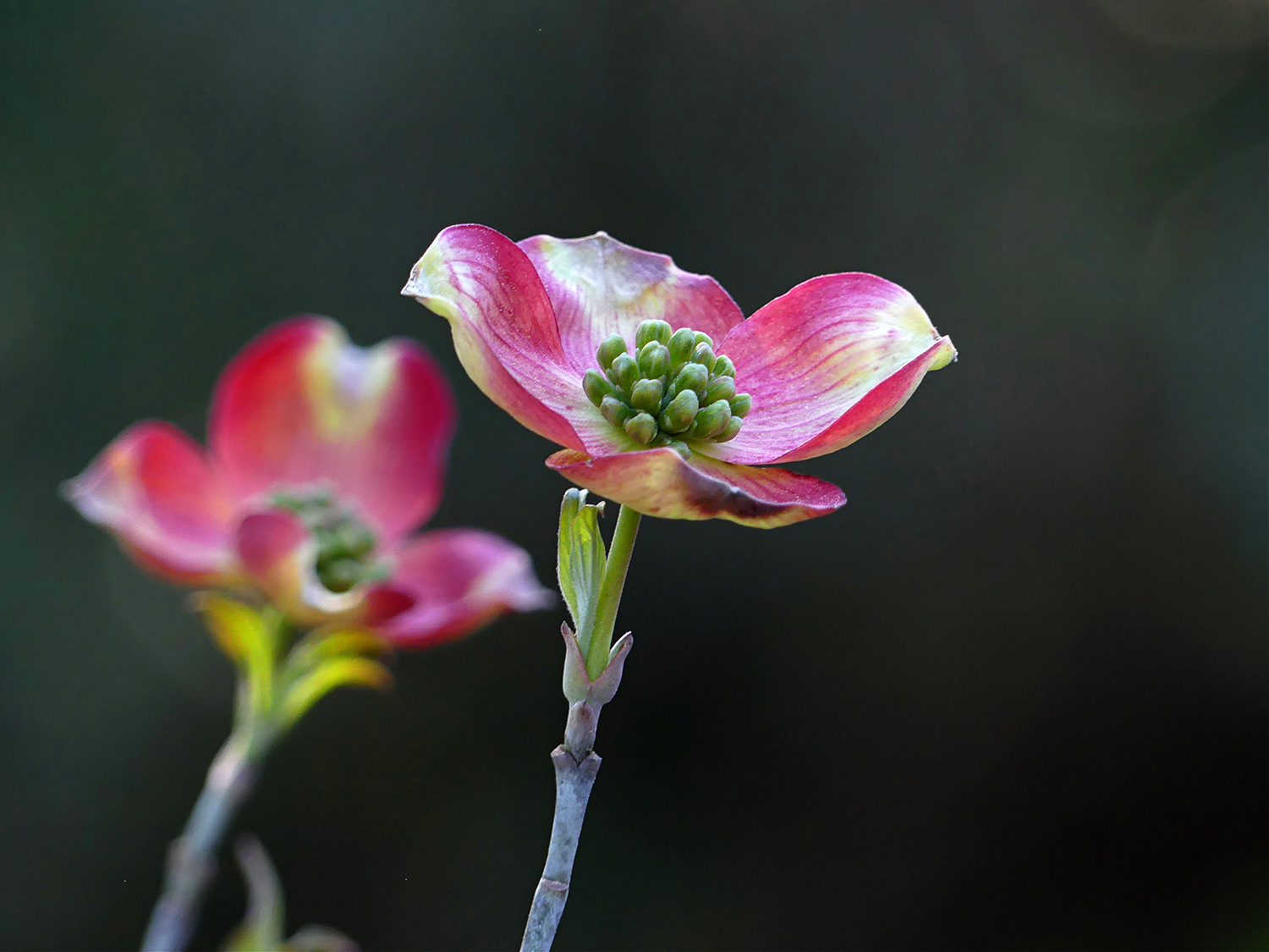 Cornus Dogwood