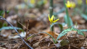 Close-up of a delicate bright yellow flower with green speckled leaves, surrounded by brown leaves and pine straw.