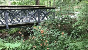 A bridge with arches and ferns in the side metalwork, and a shrub in the foreground with orange flowers