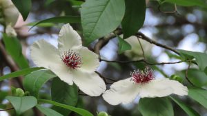 close-up of two white camellia flowers with red centers, surrounded by leaves.