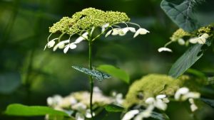 A close-up of white hydrangea flowers in partial bloom, with a green soft-focus background.