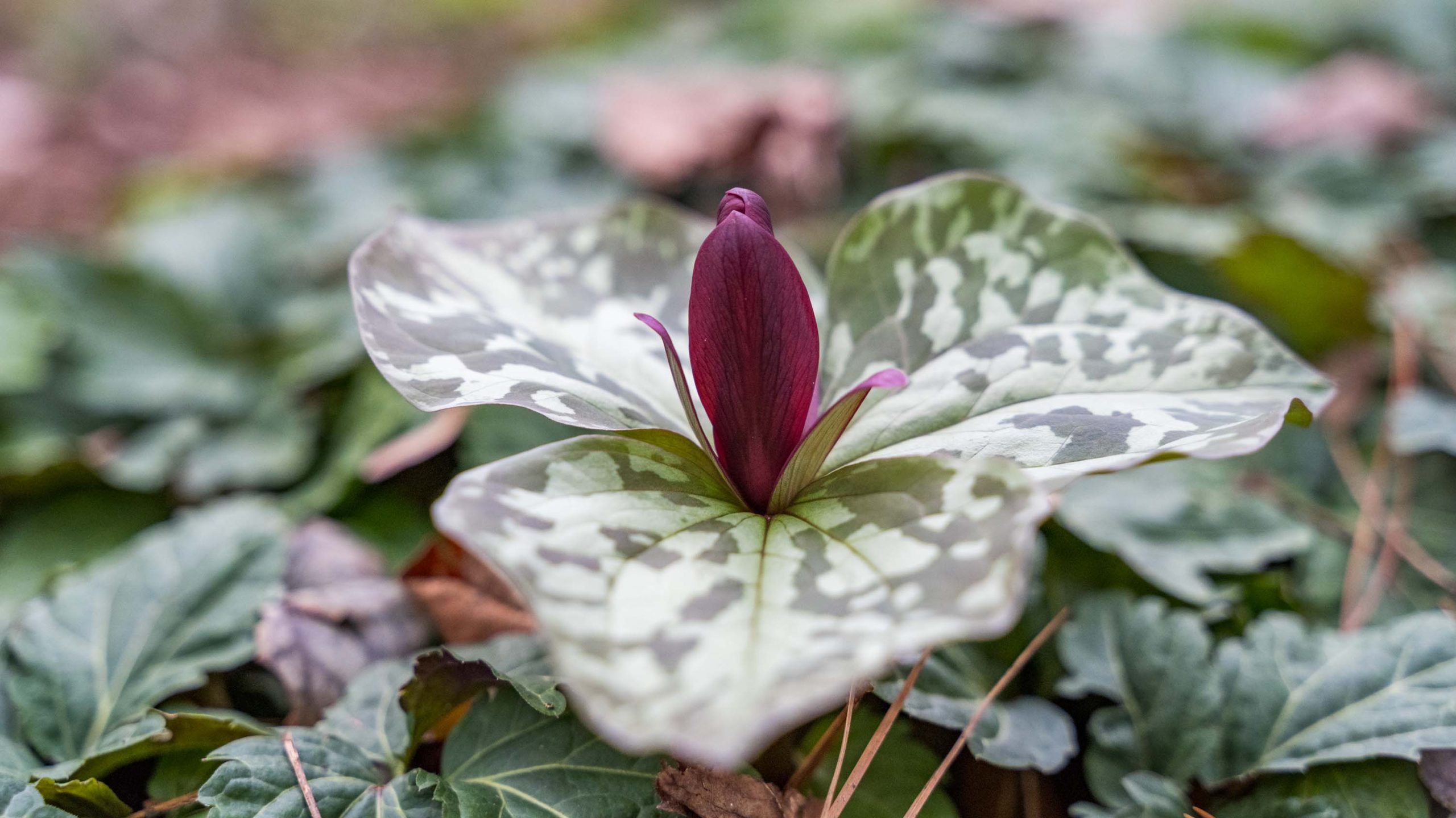 A close-up image of a trillium plant with three variegated leaves and a red center