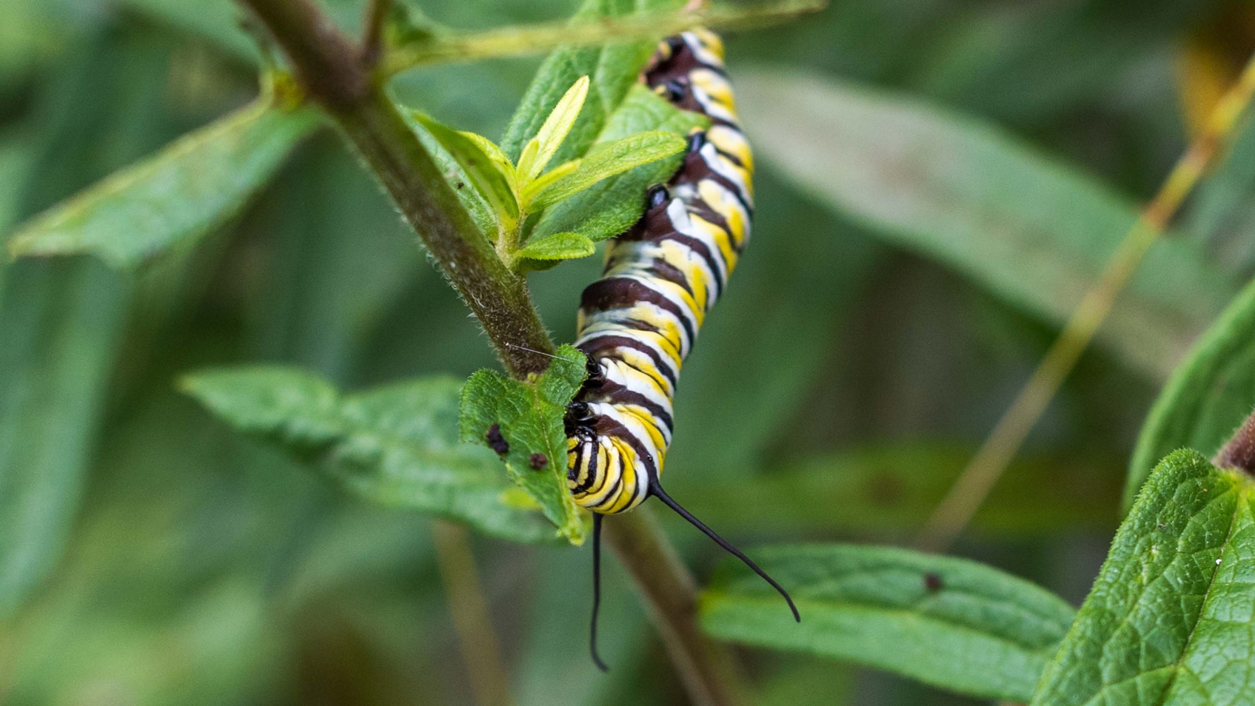 A monarch butterfly caterpillar feeds on a plant in the pocket prairie