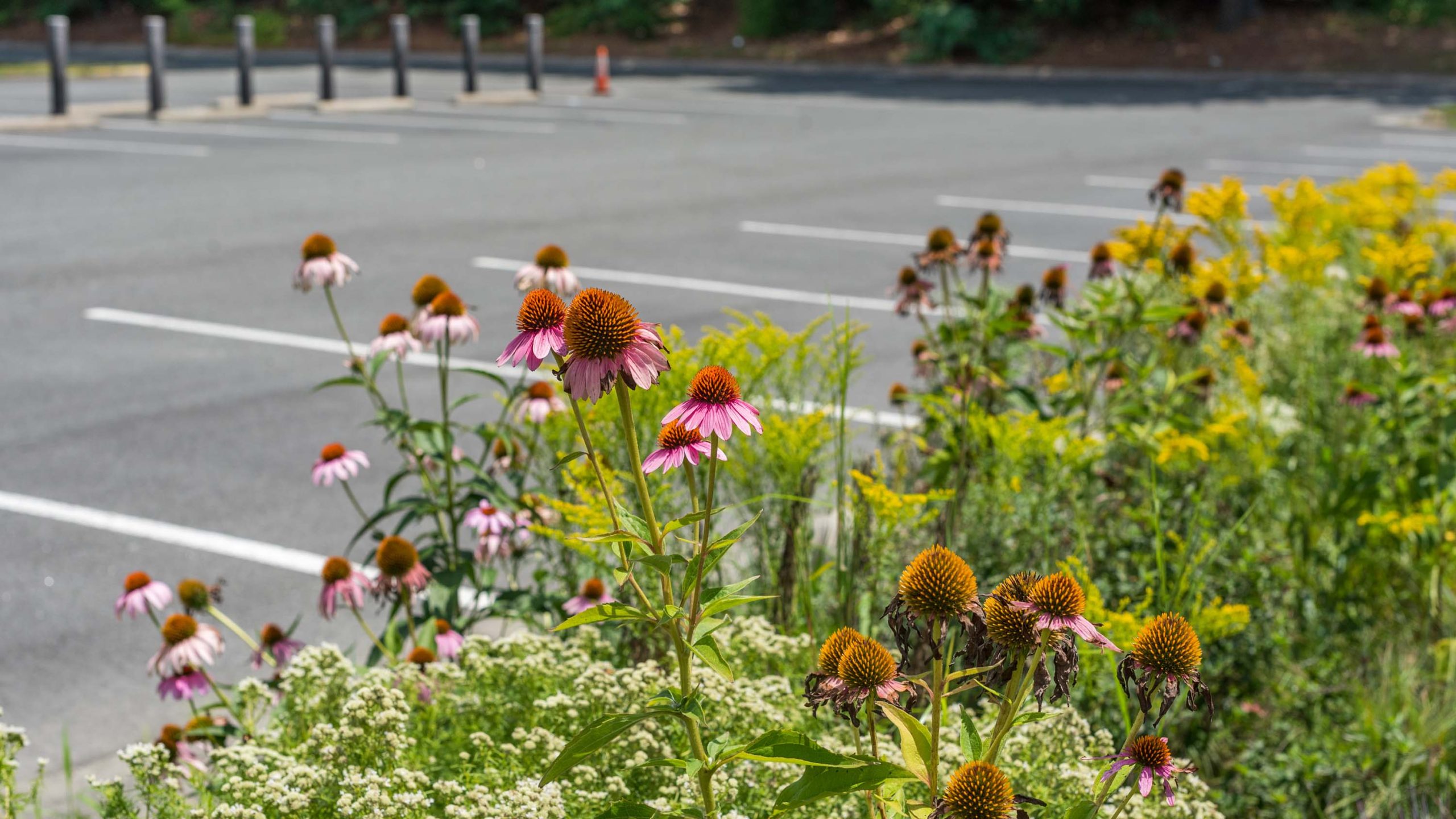 A group of purple echinacea flowers and yellow goldenrod planted near a parking lot with light painted lines