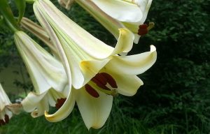 Brown's Trumpet Lily