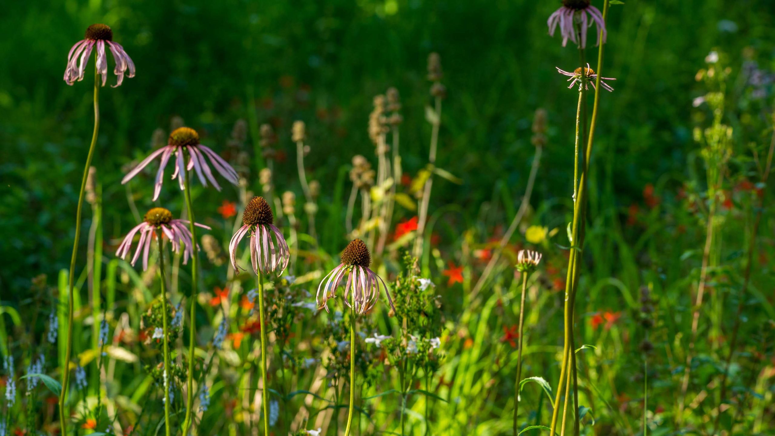 A field of purple coneflowers and other native wildflowers.