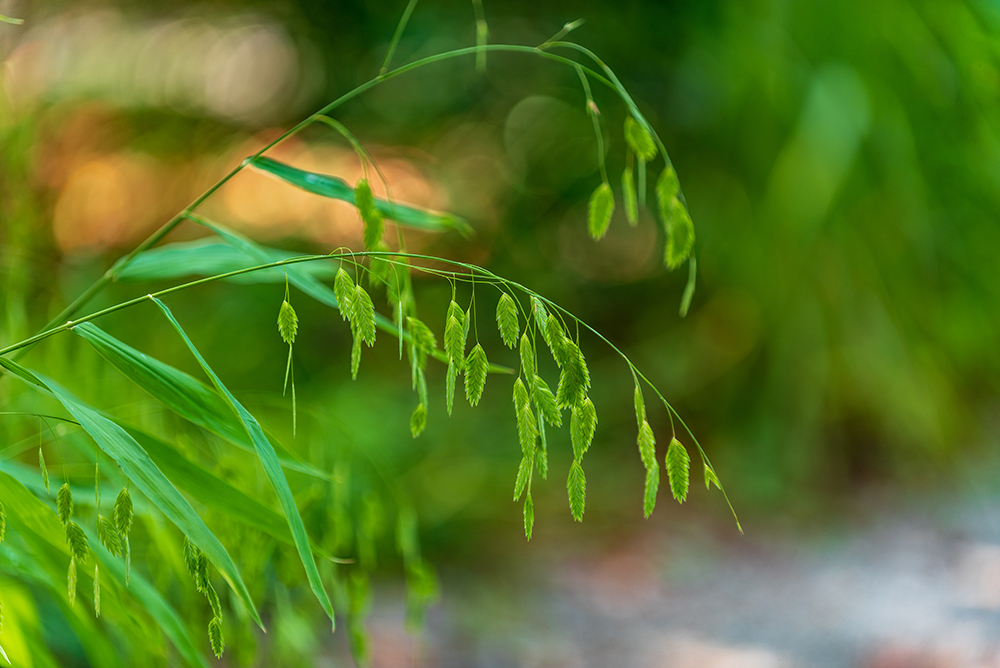 River oats seedheads with a background in soft focus.