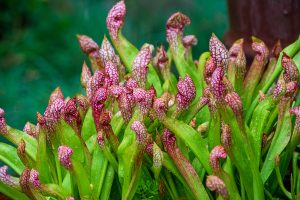 Parrot pitcher plant