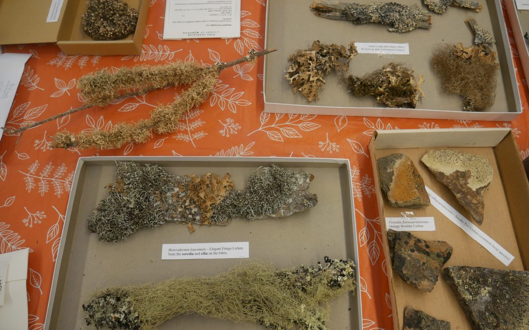 Dried lichens in labeled boxes.
