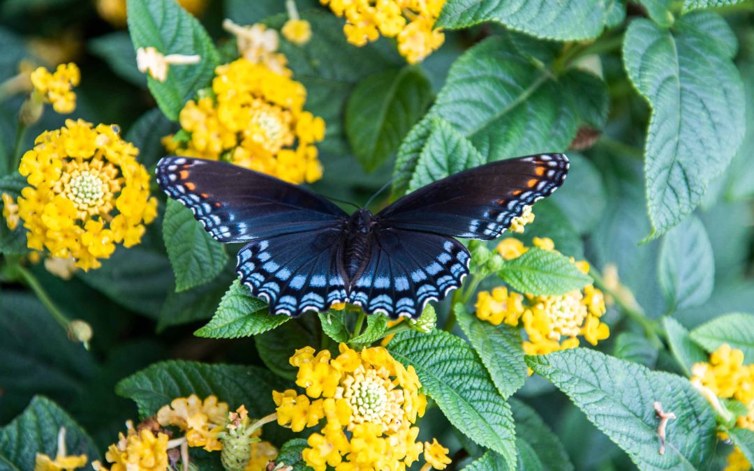 A butterfly on yellow blooms