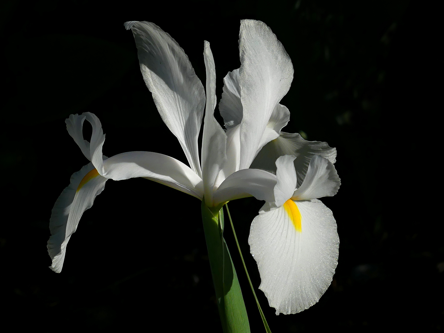 Dutch Iris