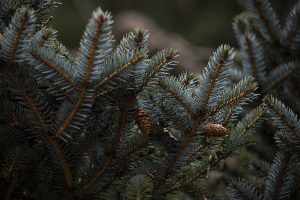 Bicolor needles of dwarf tigertail spruce.