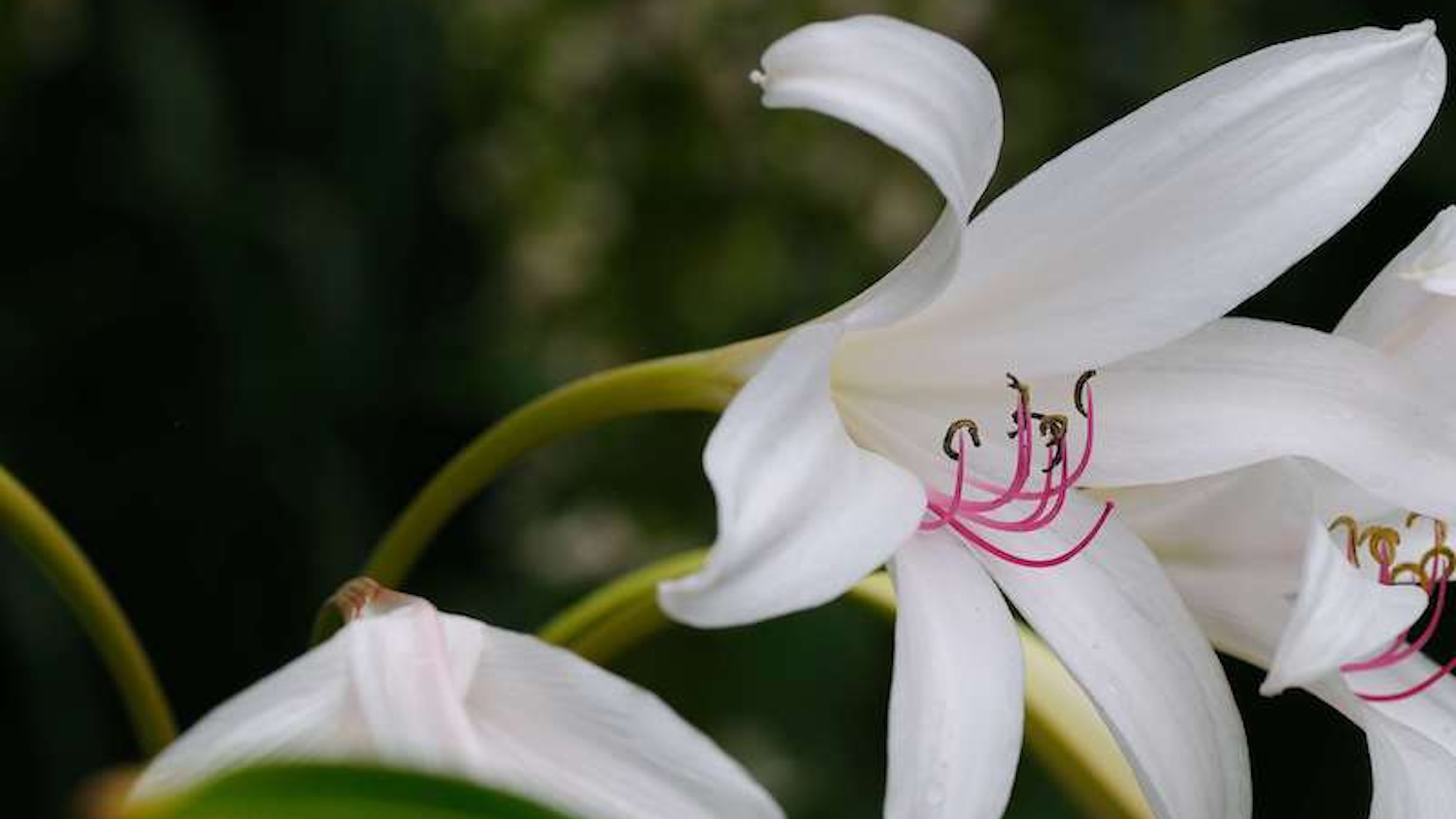 Close-up of a white-petaled lily flower with red stamen, and a soft-focus dark green background.