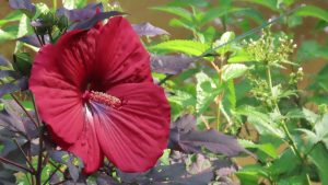 Close-up of a large red hibiscus flower with purple leaves, and green leaves in the background.