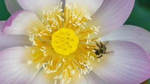 Close-up of a pink and white lotus flower with a yellow center and a bee collecting pollen.