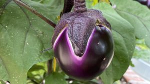 Close-up of a purple eggplant with green leaves behind it.