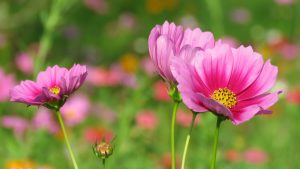 Close-up of three pink cosmos flowers and one bud, with more pink and orange flowers in soft focus behind them.