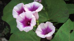 Close-up of pale pink and purple sweet potato blossoms with deep green leaves.