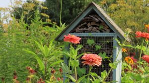 Close-up of coral colored zinnia flowers with a pollinator house and more flowers and green plants in the background.