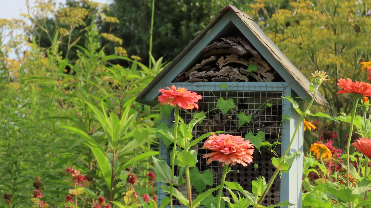 Close-up of coral colored zinnia flowers with a pollinator house and more flowers and green plants in the background.