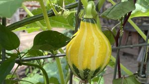 Close-up of a yellow acorn squash growing on a metal arbor, with green vines and leaves around it.