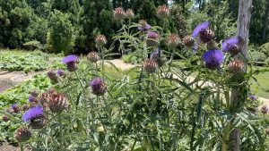 Purple flowers of cardoon, with trees and a garden path in the distance.