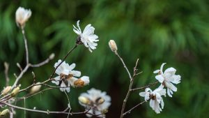 Five white flowers and another five buds on slim branches with a soft-focus deep green background.