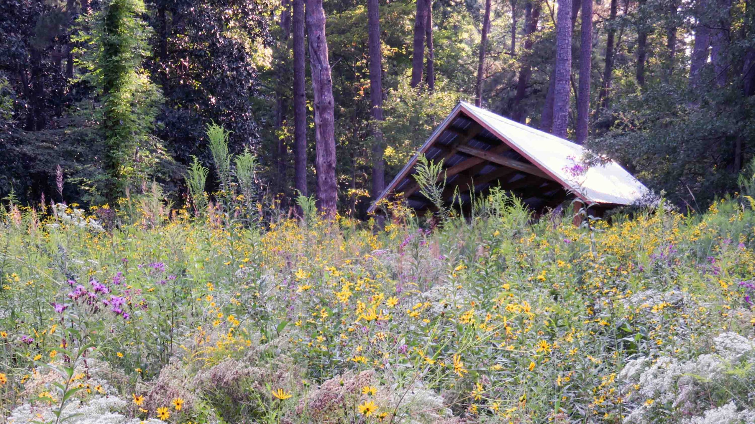 A meadow of white, yellow, purple and pink wildflowers with a wooden pavilion in the background