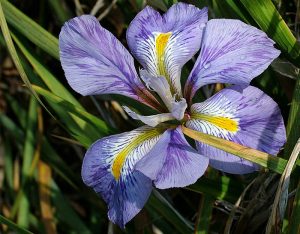 Close-up of Algerian iris flower.