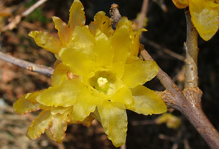 Close-up of yellow wintersweet flower.