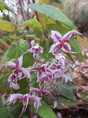 Close-up of pink Epimedium flowers