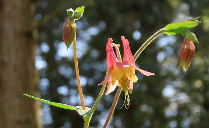 Columbine flower