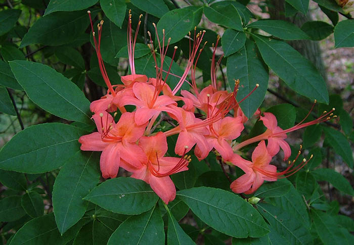 Red plumleaf azalea flowers.