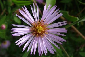 Close-up of a purple climbing aster flower.