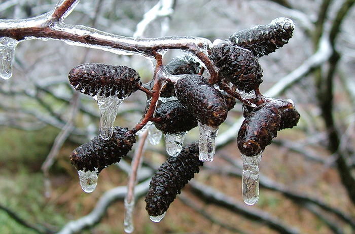 Frozen alder cones.