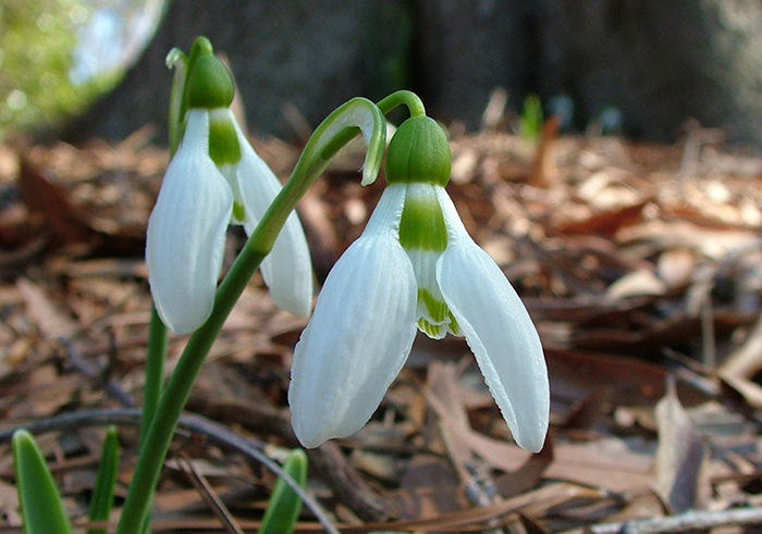 Close-up of snowdrop flowers in a woodland setting.