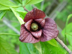 Close-up of red pawpaw flower.