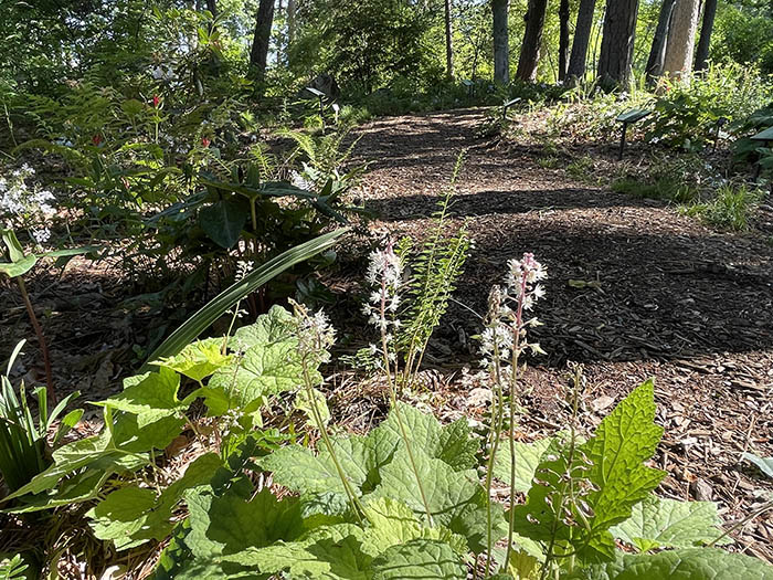 Trillium in Blomquist