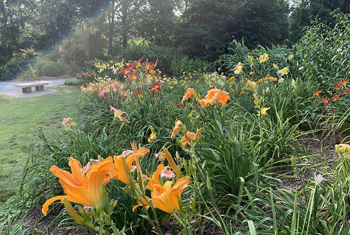 A multitude of colorful daylilies in a garden bed.