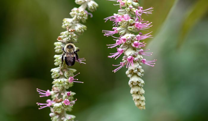 A bumblebee on weeping rostrinucula flowers.