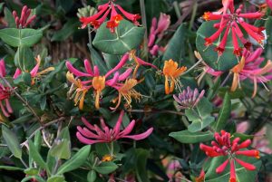 Red coral honeysuckle flowers