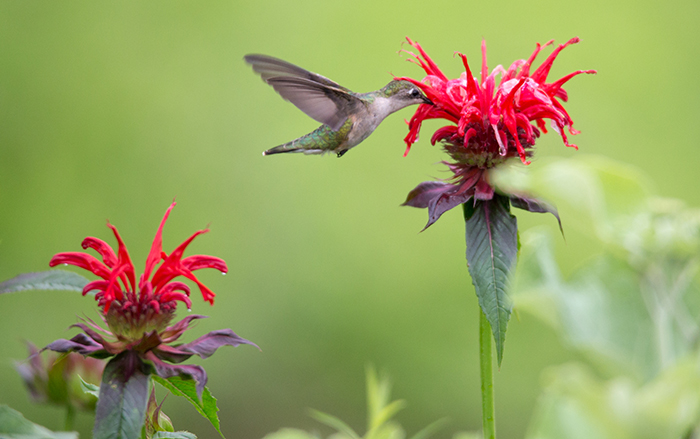 Hummingbird at a red beebalm flower